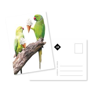 Postcard IJsvogels byBean